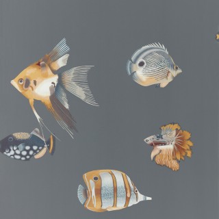 Коллекция Anthozoa, HANZ111648