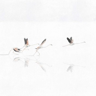 Коллекция  Aracne, A00316