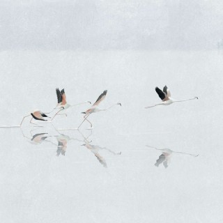 Коллекция  Aracne, A00318