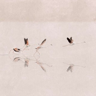 Коллекция  Aracne, A00317