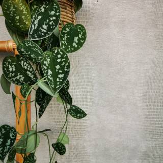 Коллекція Skin, 300570 Коллекція Skin, 300570