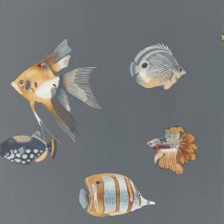 Коллекция Anthozoa, HANZ111648