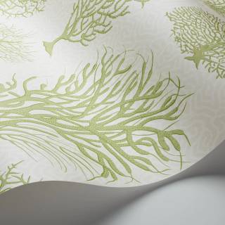 Колекція Curio, 107/2008