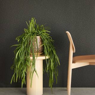 Колекція Artifact, 312445