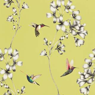 Колекція Amazilia, HAMA111061