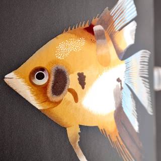 Коллекция Anthozoa, HANZ111648