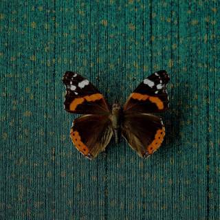 Колекція Museum, 307351