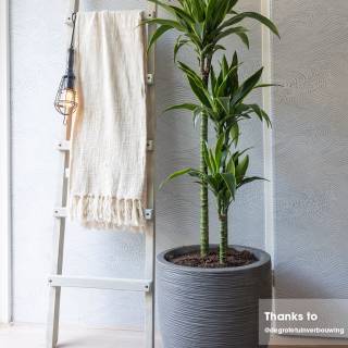 Коллекция Enso, 386534