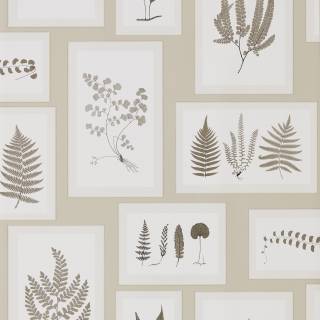 Коллекция Woodland Walk, DWOW215714